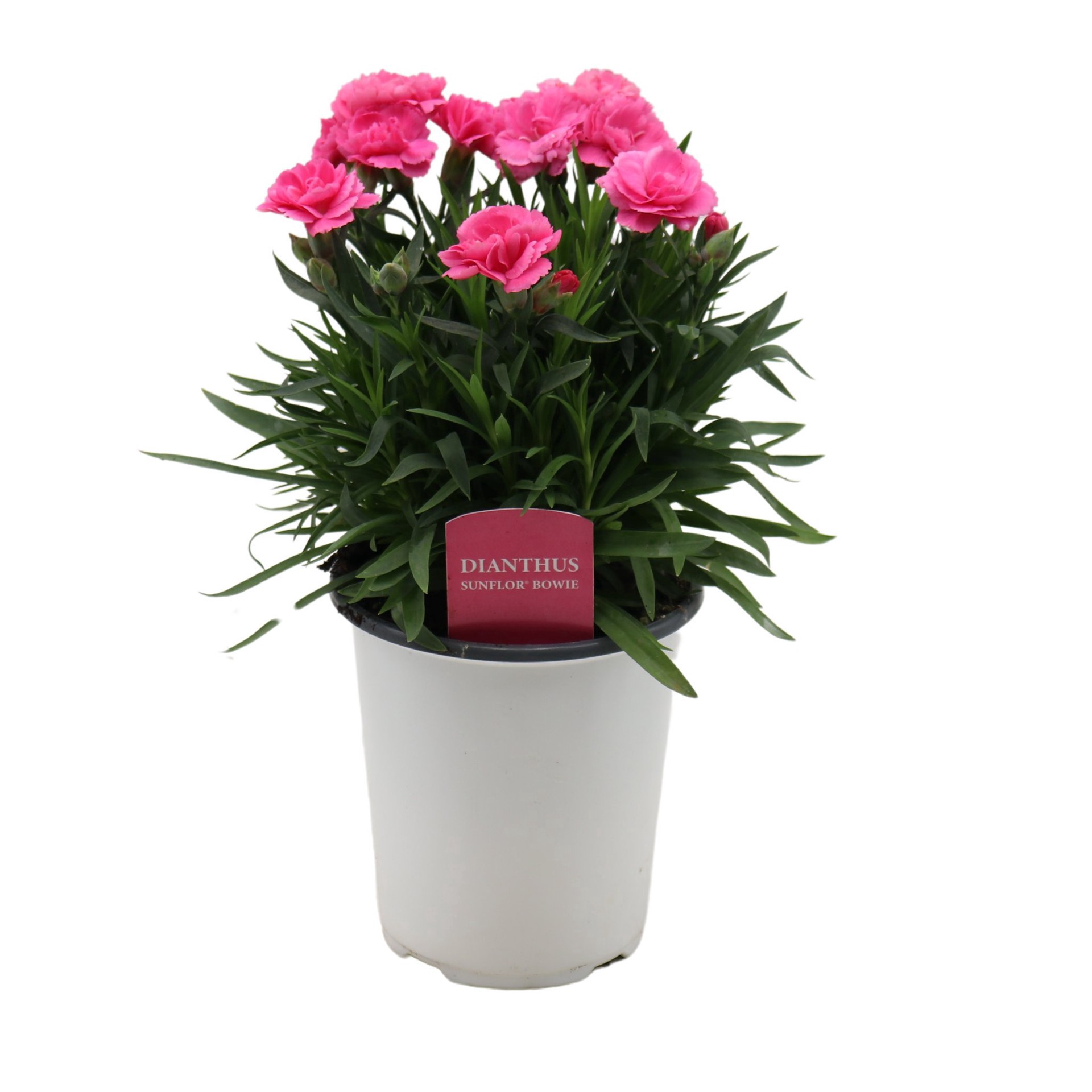slide 1 of 1, Spring Creek Growers Dianthus Sunflor Bowie, 1 qt
