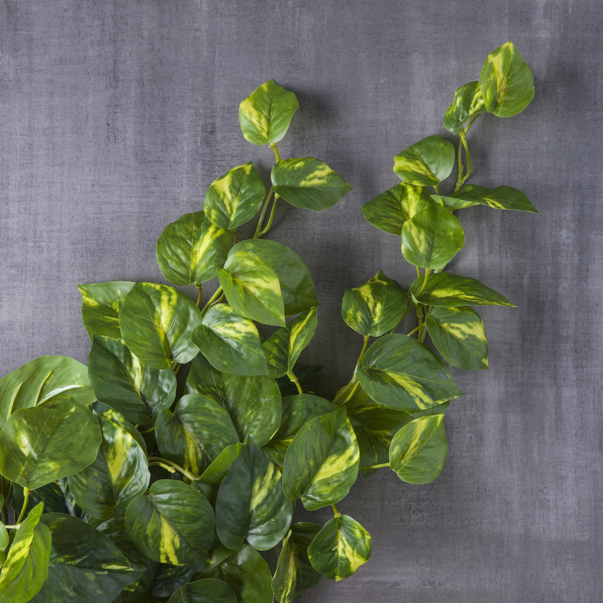 slide 2 of 3, Hanging Philo Bush By Ashland, 25 in x 15 in x 12 in