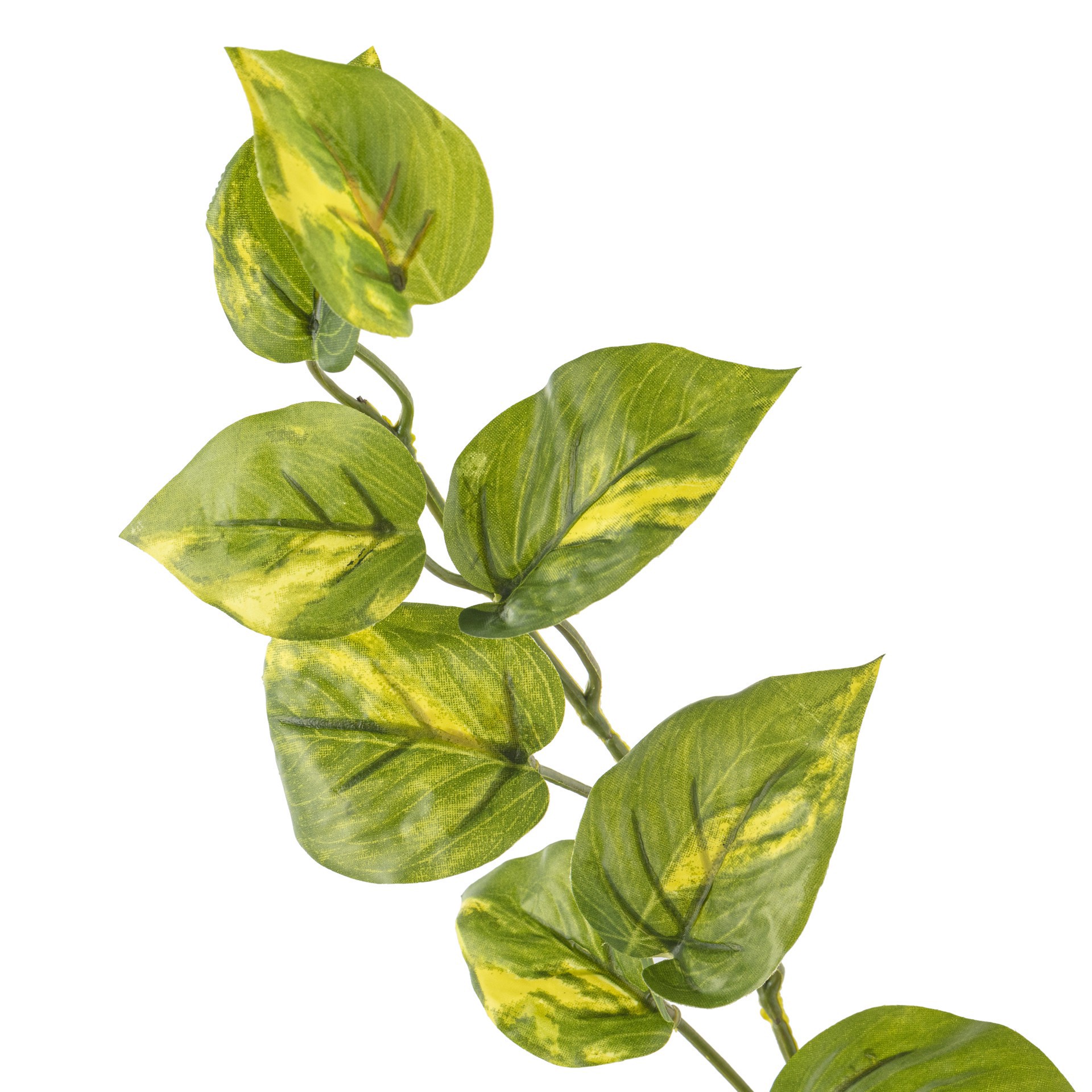 slide 3 of 3, Hanging Philo Bush By Ashland, 25 in x 15 in x 12 in