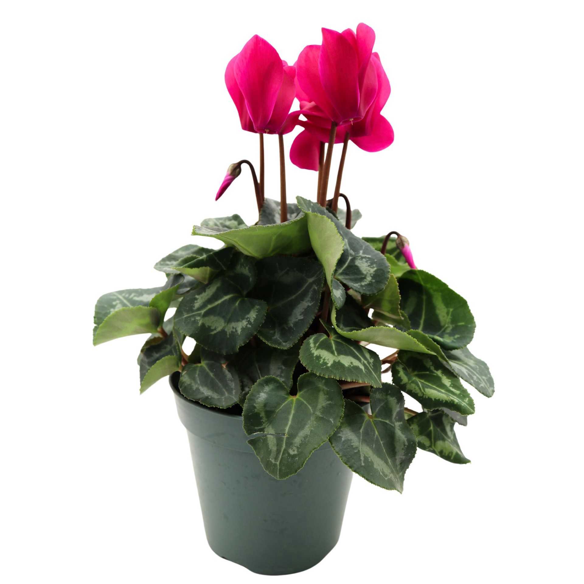 slide 1 of 1, H-E-B Cyclamen Dark Violet, 4.5ftft