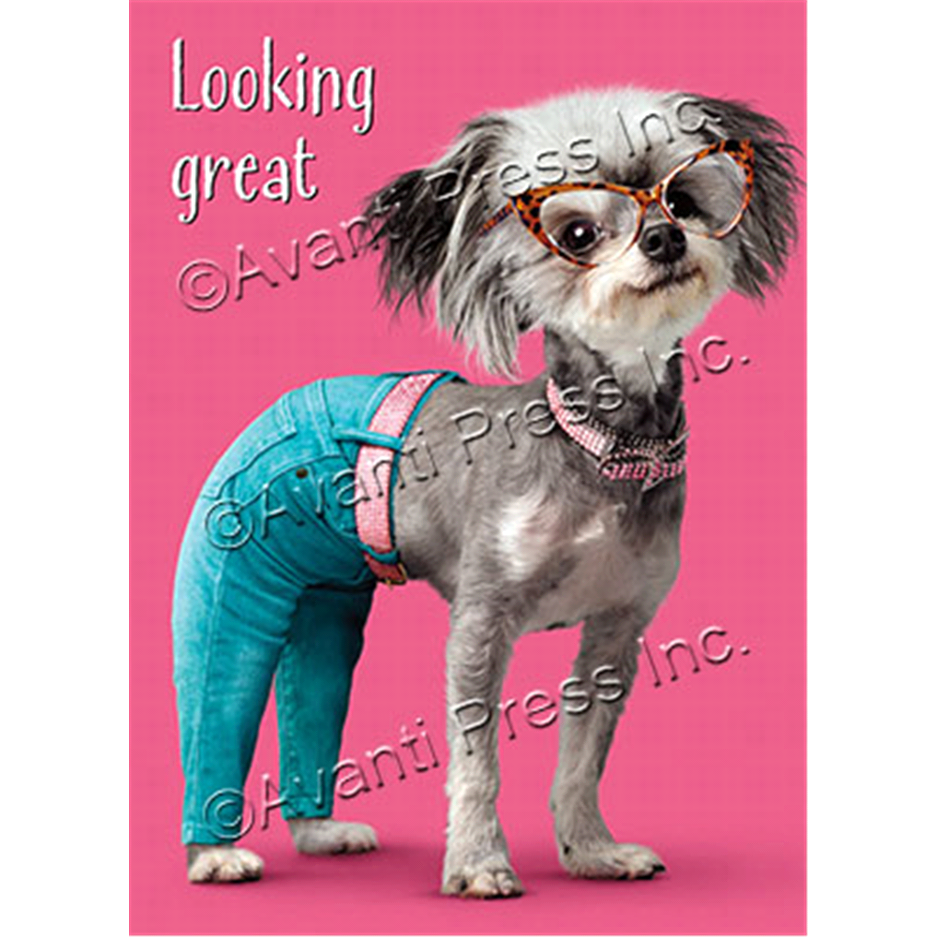 slide 1 of 1, Avanti Smarty Pants Dog, 1 ct