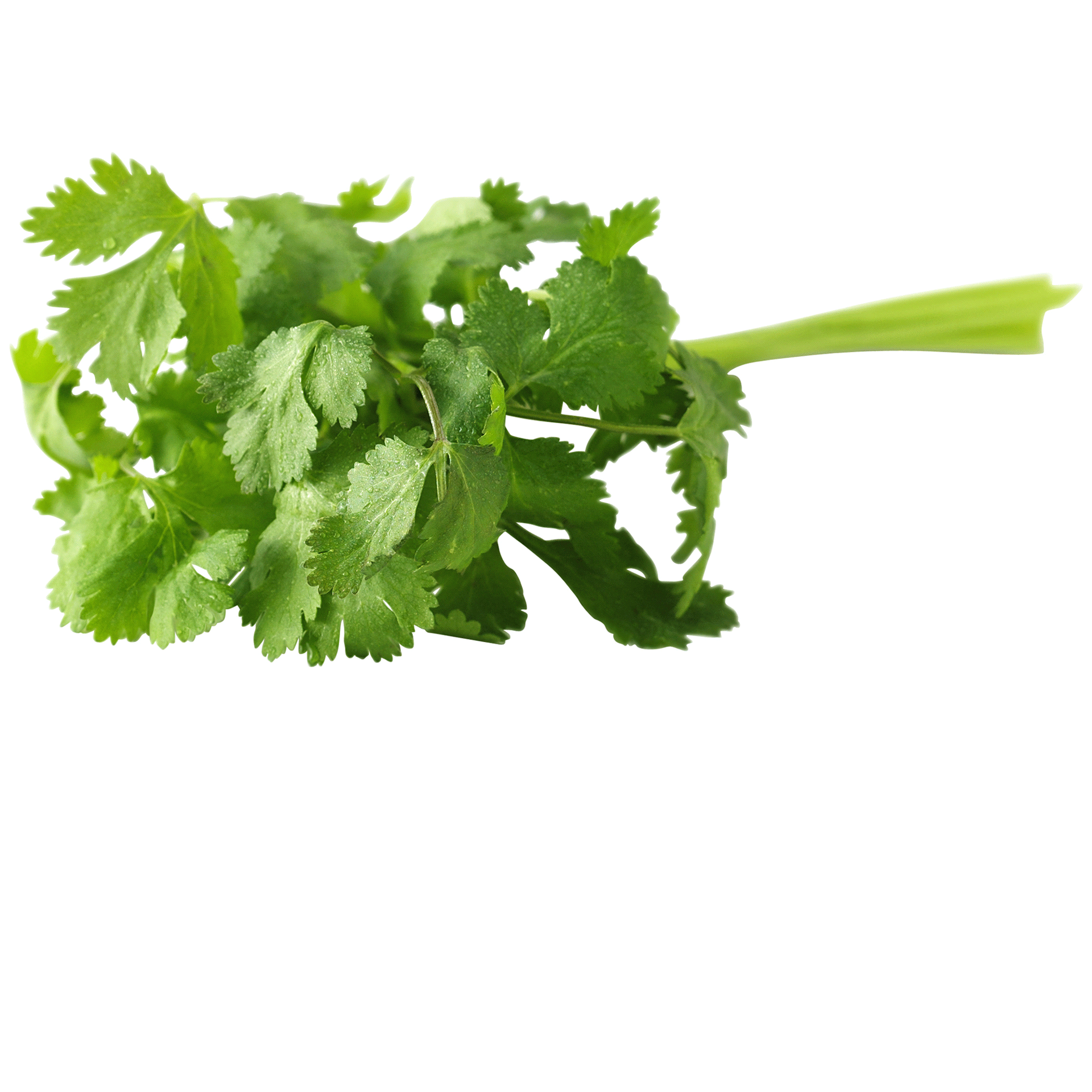 slide 1 of 1, Organic Cilantro, 1 ct