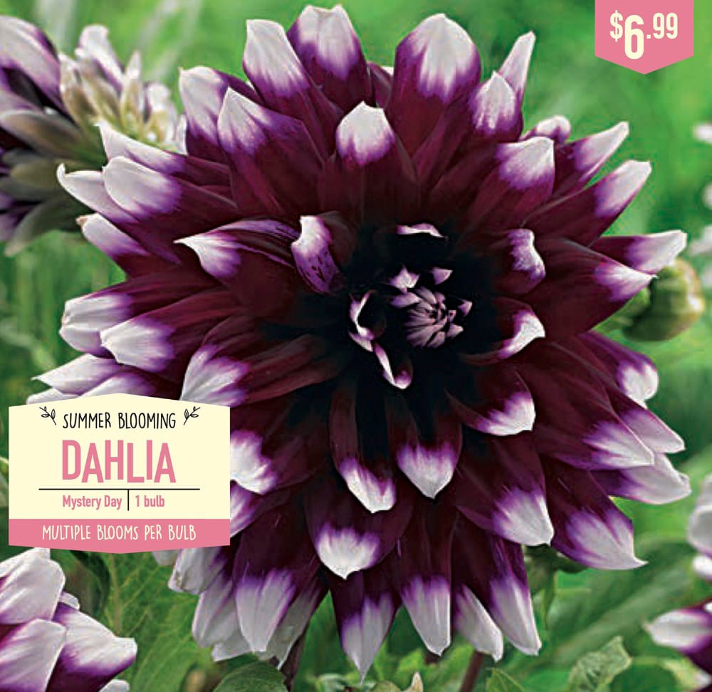 slide 1 of 1, Garden State Bulb Summer Blooming Dahlia Bulbs - Mystery Day, 1 ct
