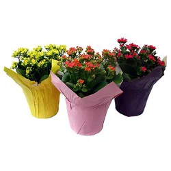 Kalanchoe 6 In
