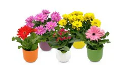 4.5 inch Blooming Ceramic