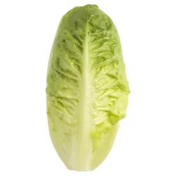 Baby Gem Lettuce