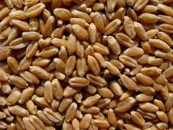 Bulk Grains Organic Red Winter Wheat Berries