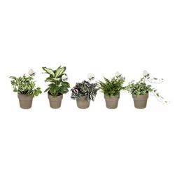 Max & Miles Floral 5 in Wild Interior Foliage