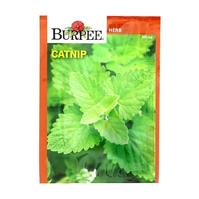 slide 1 of 1, Burpee Catnip Vegetable Seeds, 1 ct