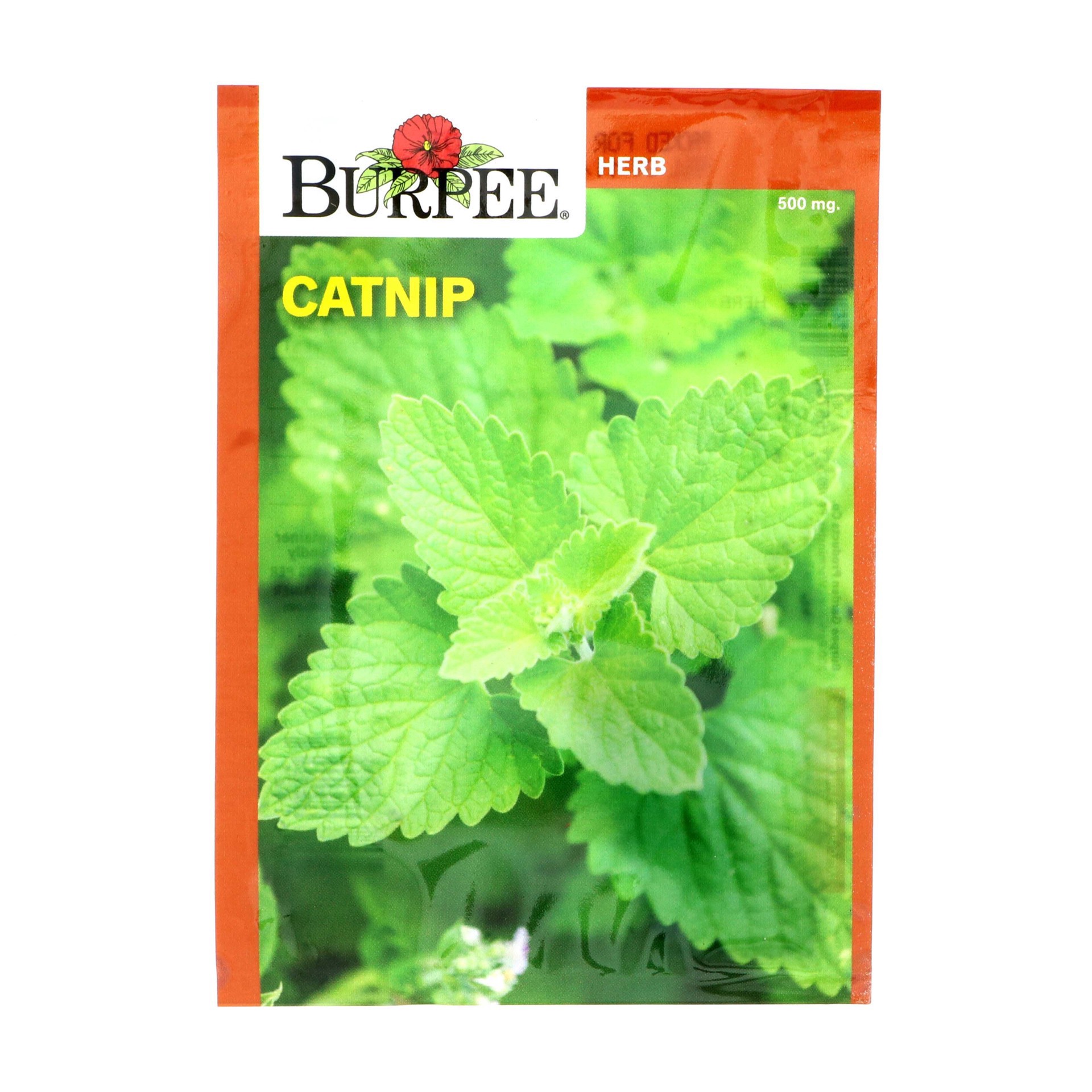 slide 1 of 1, Burpee Catnip Vegetable Seeds, 1 ct