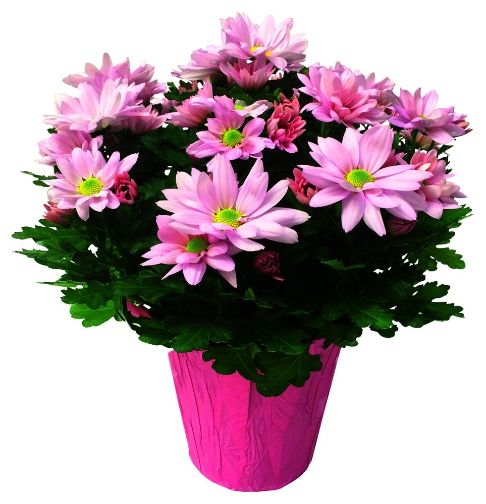 slide 1 of 1, Mini Mum In Mylar Ed, 4.5 in