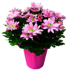 Mini Mum In Mylar Ed