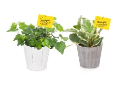 Foliage Potted Assorted In Plastic