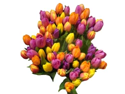 Tulips Bouquet