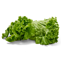 slide 5 of 9, Hydroponic Green Leaf Lettuce, 1 ct