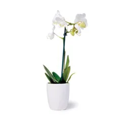 Silver Vase Assorted Colors Phalaenopsis Orchid