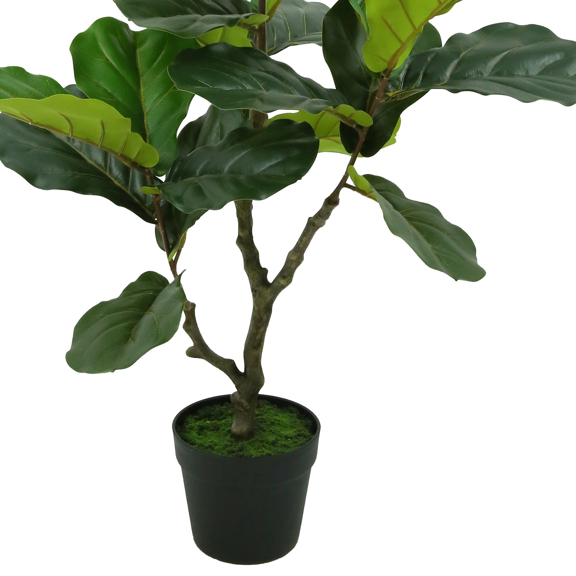 slide 3 of 3, 3ft. Potted Green Fiddle Leaf Fig Tree By Ashland, 12 in x 12 in x 36 in