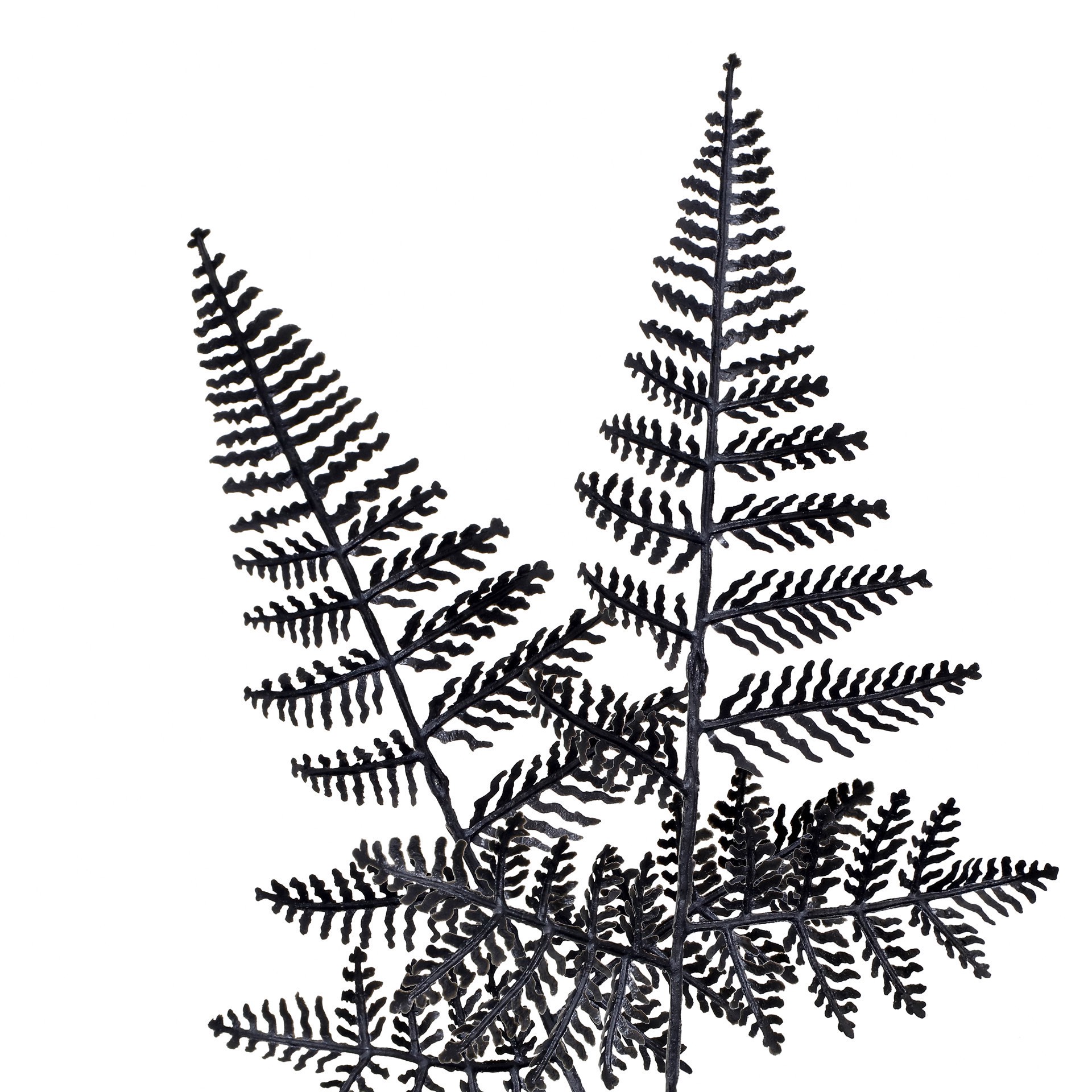 slide 2 of 3, 16" Black Fern By Ashland, 12 in x 12 in x 16 in