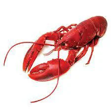 Cooked Lobster 14 Oz