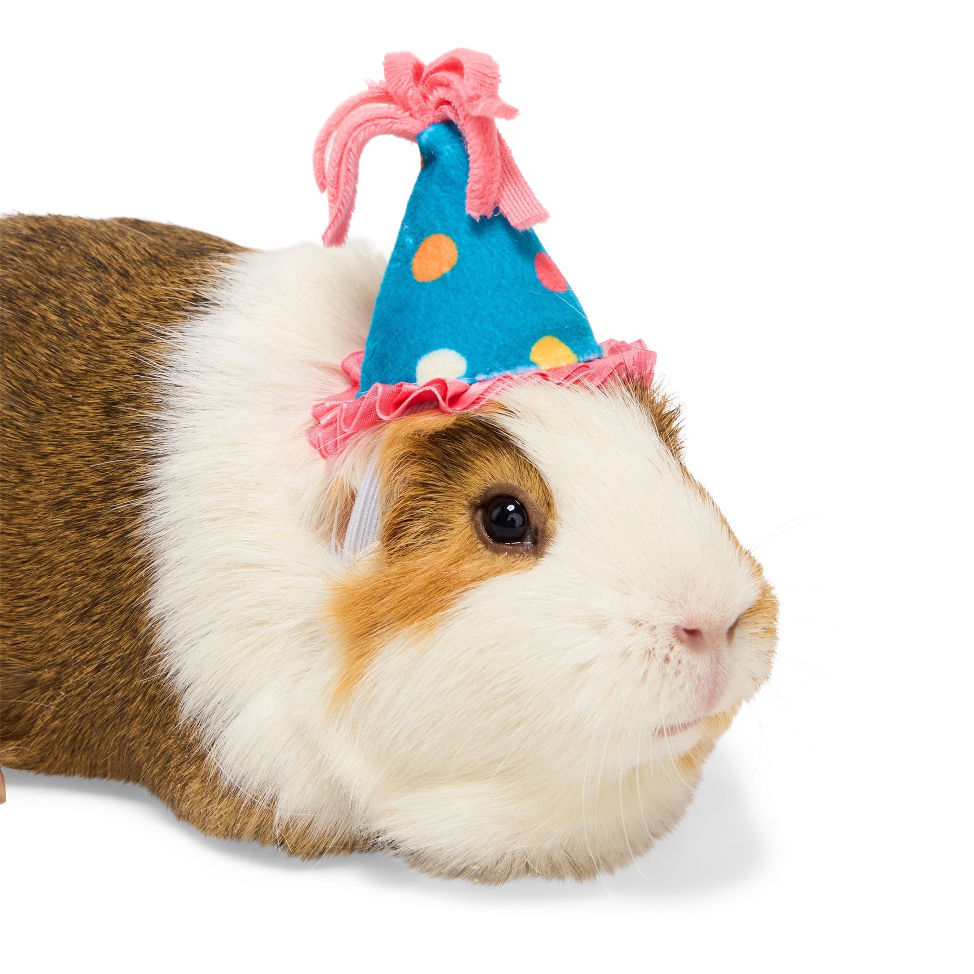 slide 1 of 1, YOULY Birthday Crown Small Animal Hat, X-Small, 1 ct