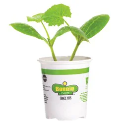 Bonnie Plants Zucchini - Black Beauty