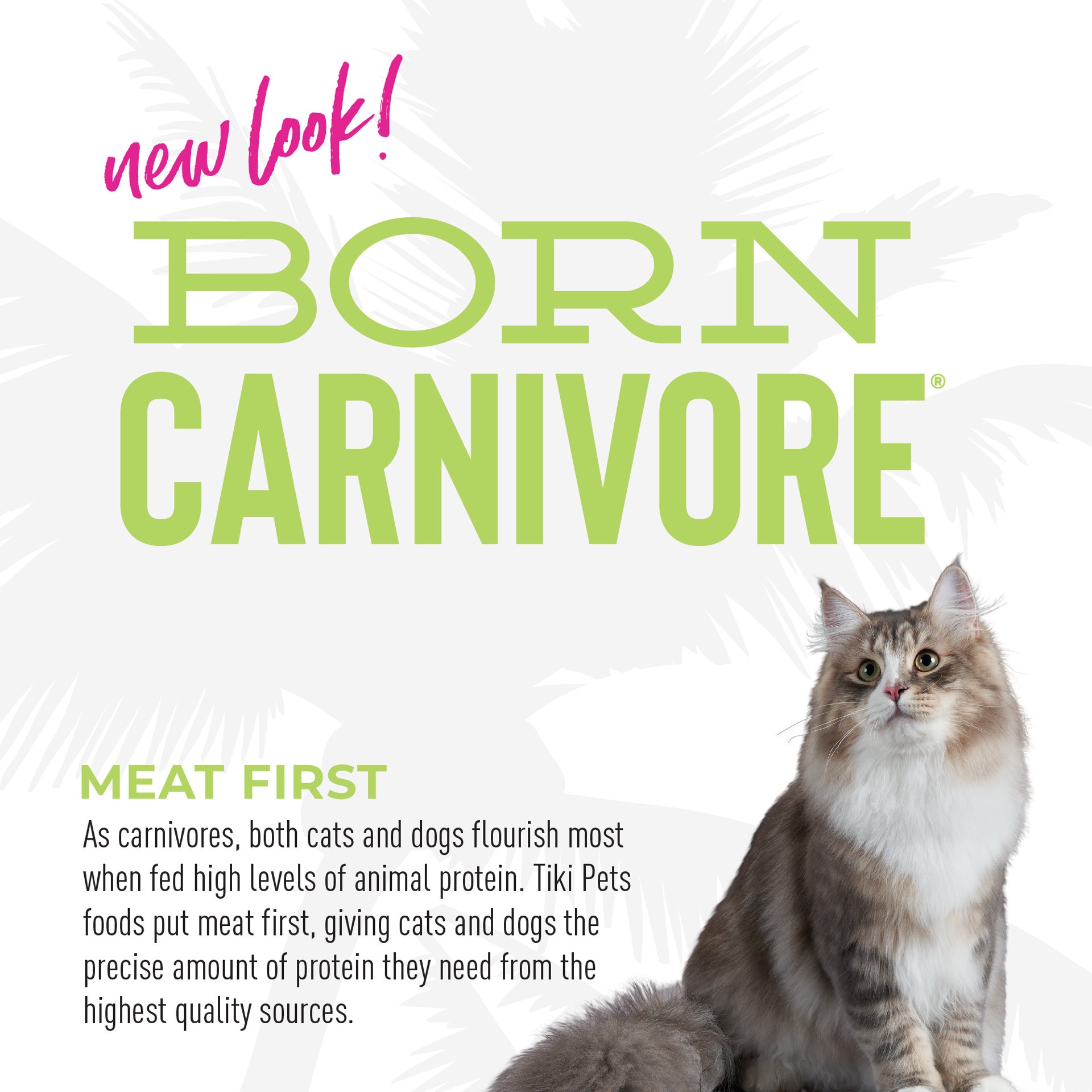 slide 4 of 9, Tiki Cat® Born Carnivore® Indoor Health Dry Cat Food - High Protein, Non-Gmo, Trout & Menhaden Fish, 3 lb