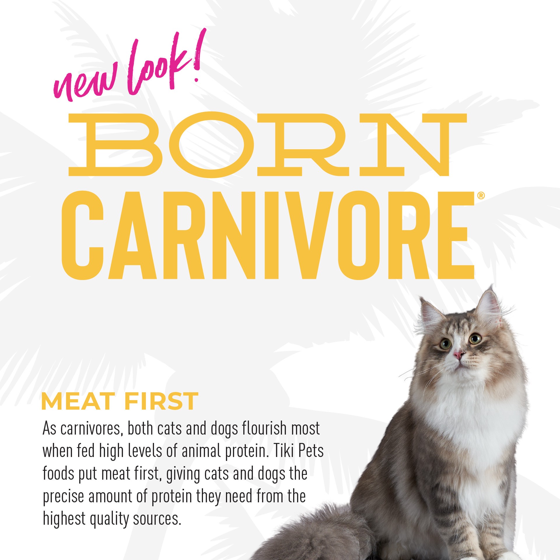 slide 2 of 9, Tiki Cat Born Carnivore Indoor Health Chicken & Turkey Meal Dry Cat Food, 3 lbs., 3 lb