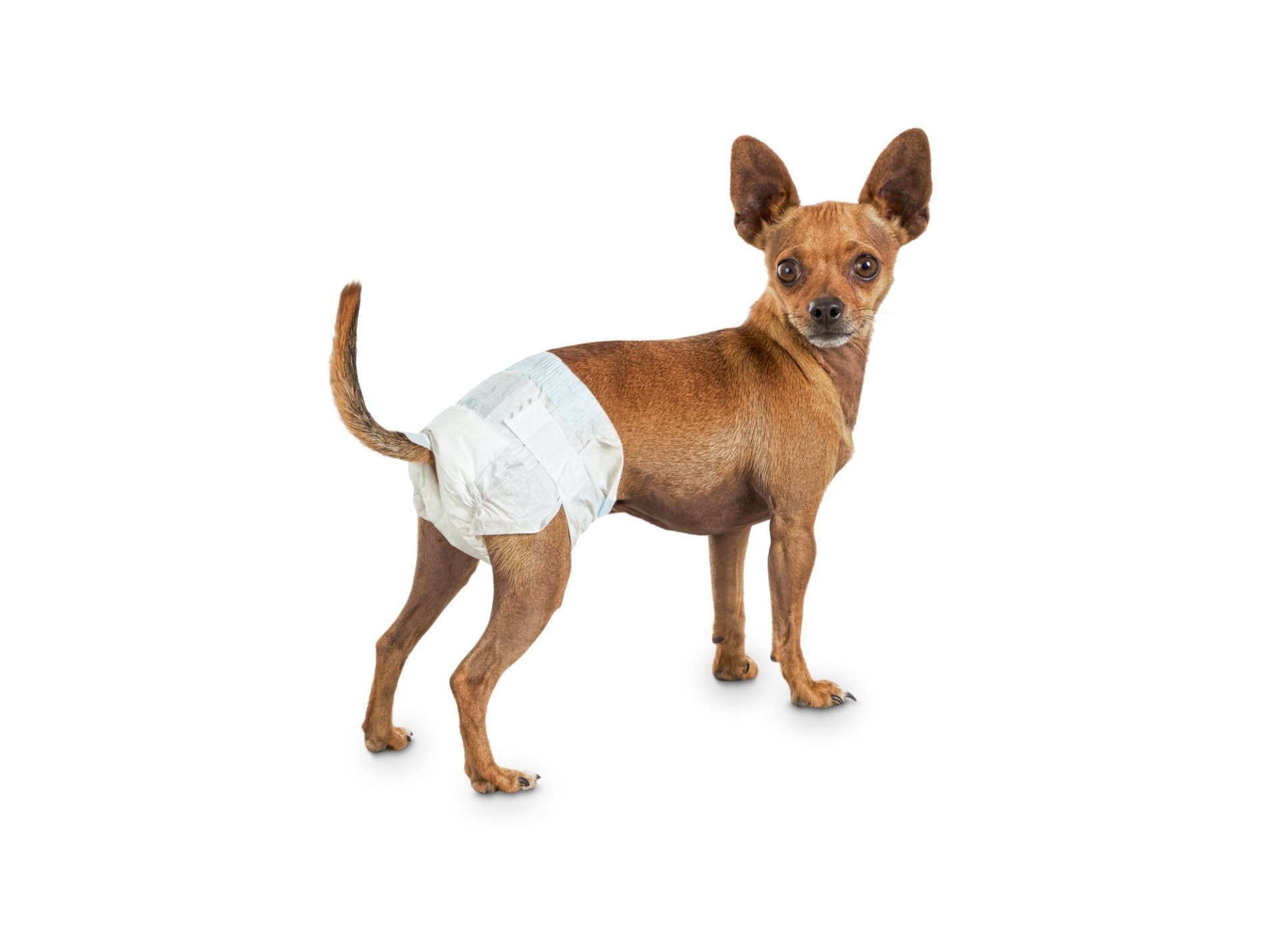 slide 1 of 1, So Phresh Comfort Dry Disposable Dog Diapers, 12 ct; XS/SM