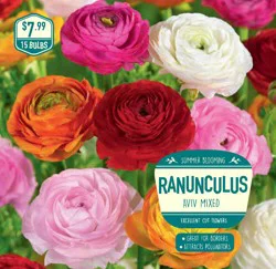 Garden State Bulb Ranunculus Aviv Mixed Bulbs, 15 pk