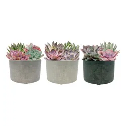 Succulent Garden 5 in 1 Ea