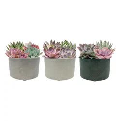 Succulent Garden 5 in 1 Ea