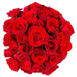 5 Stem Spray Rose