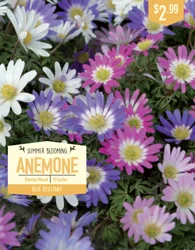 Anemone Blanda Mixed