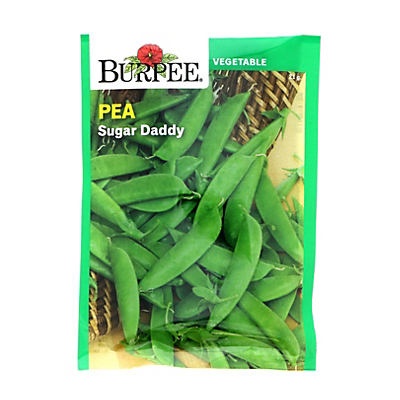 slide 1 of 1, Burpee Sugar Daddy Pea Seeds, 1 ct