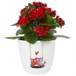 Kalanchoe Upgrade, 5"