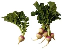 Baker's Farm Green Turnips