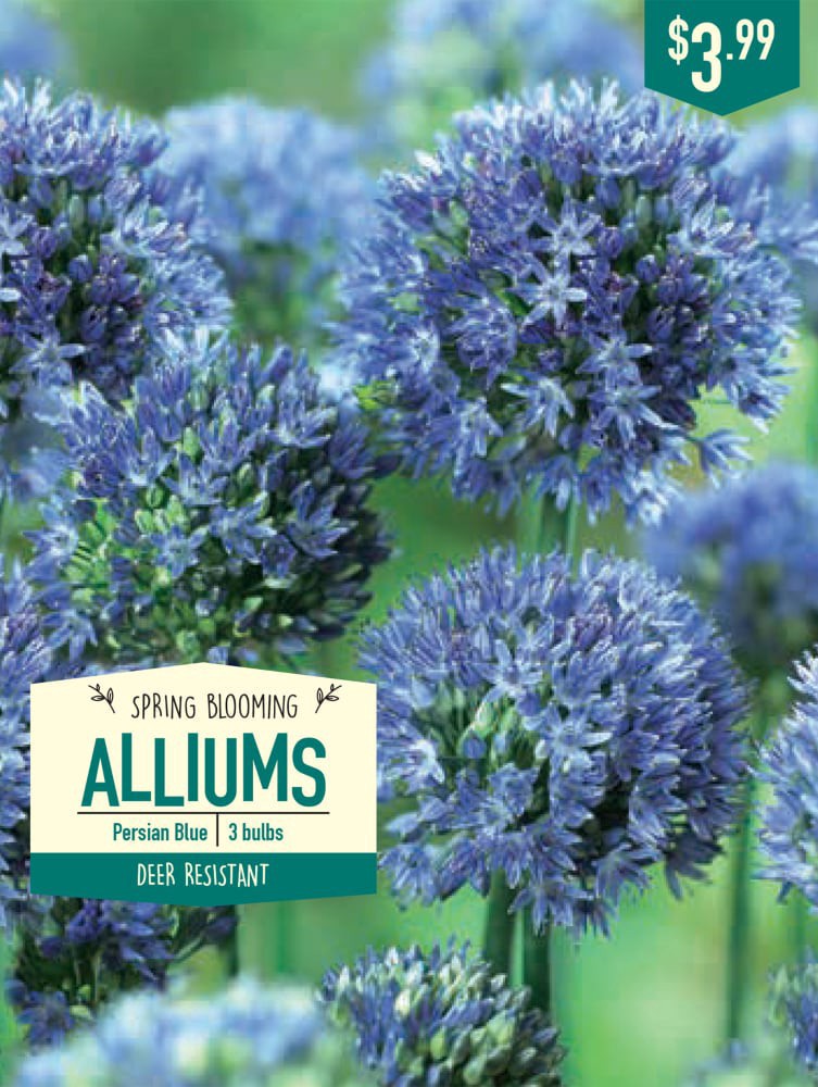 slide 1 of 1, Garden State Bulb Allium Persian Blue Bulbs, 3 ct