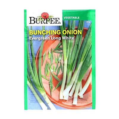 slide 1 of 1, Burpee Bunching Onion Evergreen Long White Seeds, 1 ct