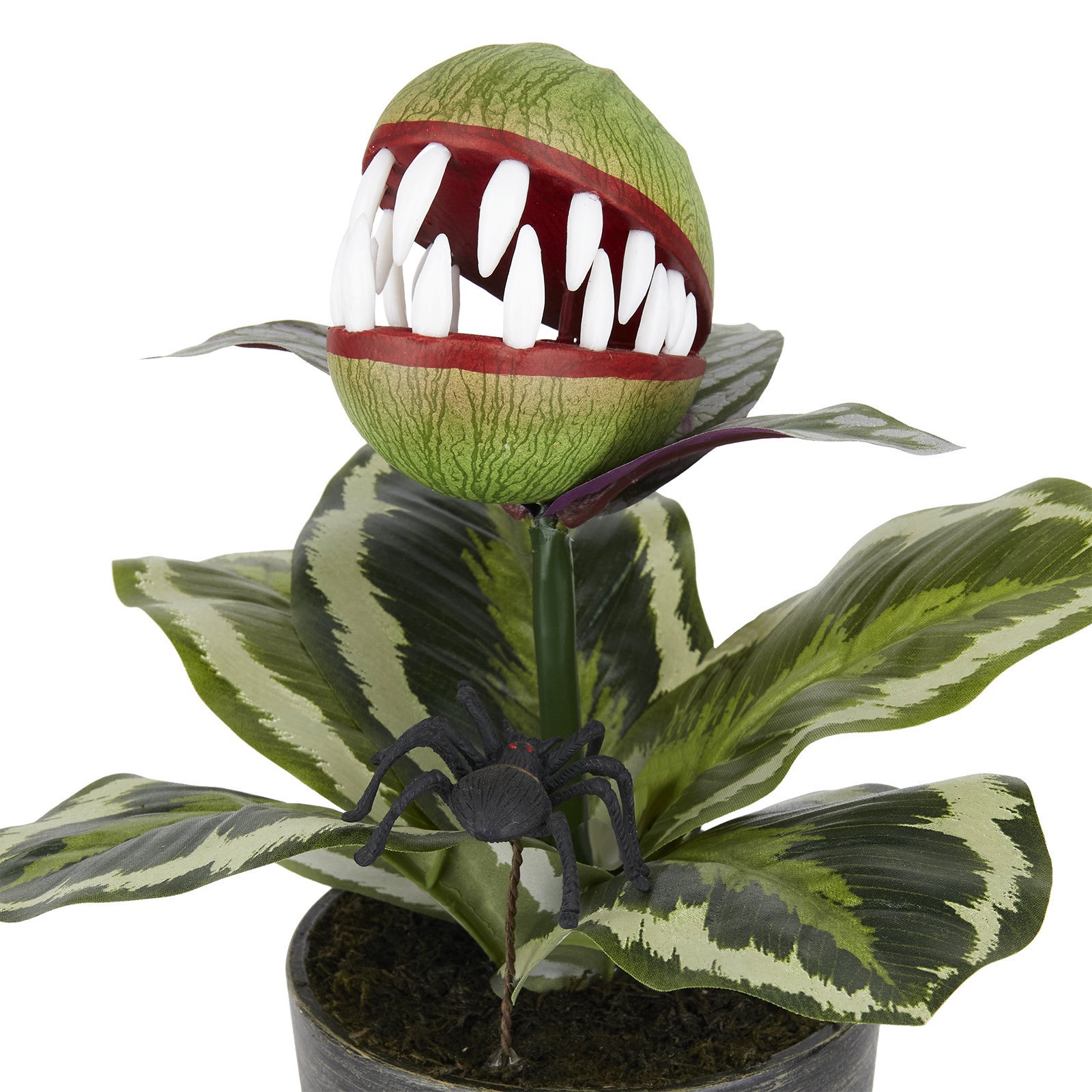 slide 2 of 2, 14" Venus Flytrap In Rustic Black Pot By Ashland, 11 in x 11 in x 14 in