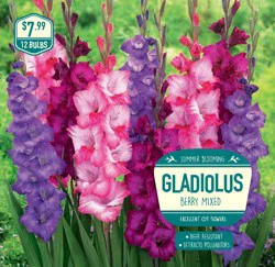 Garden State Bulb Gladiolus Berry Mixed Bulbs, 12 pk