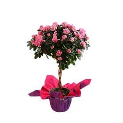 Azalea Braided Tree - 6 Inch