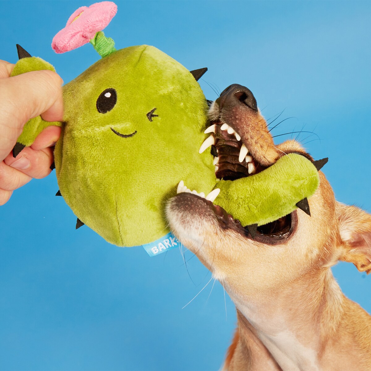 slide 2 of 5, Bark Consuela The Cactus Green Plush, 1 ct