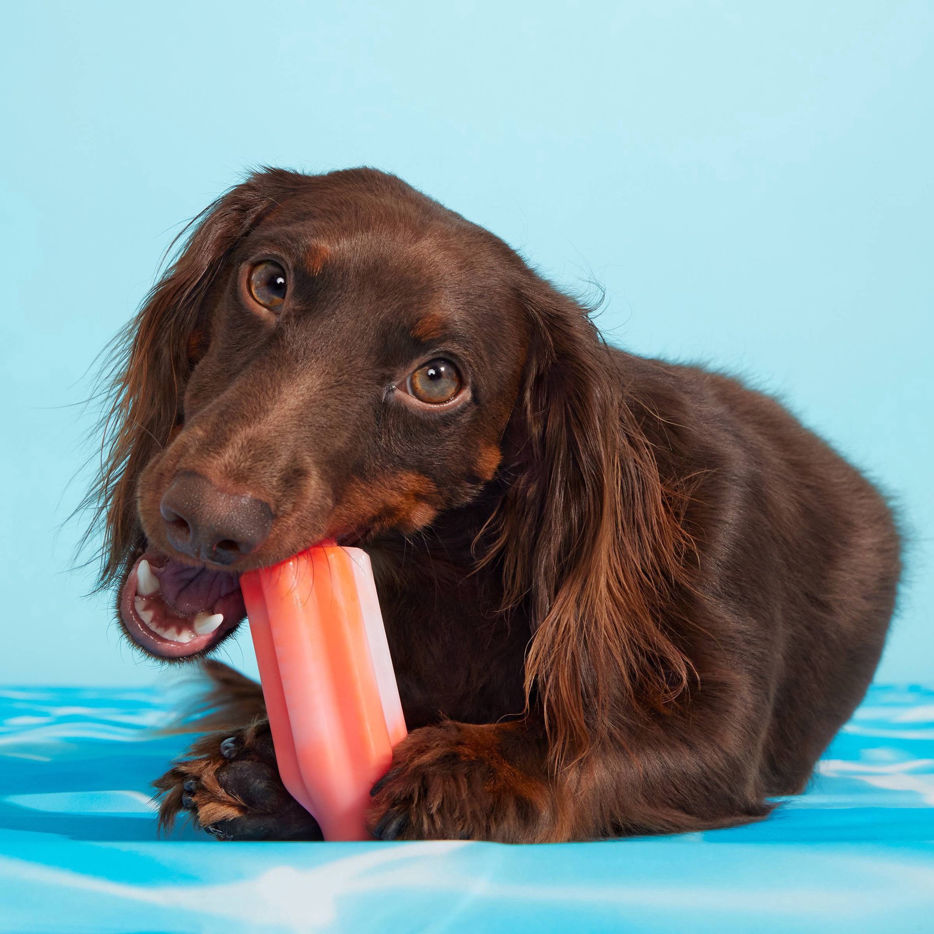 slide 5 of 7, BARK Cherry Blasto Pop Dog Toy, 1 ct