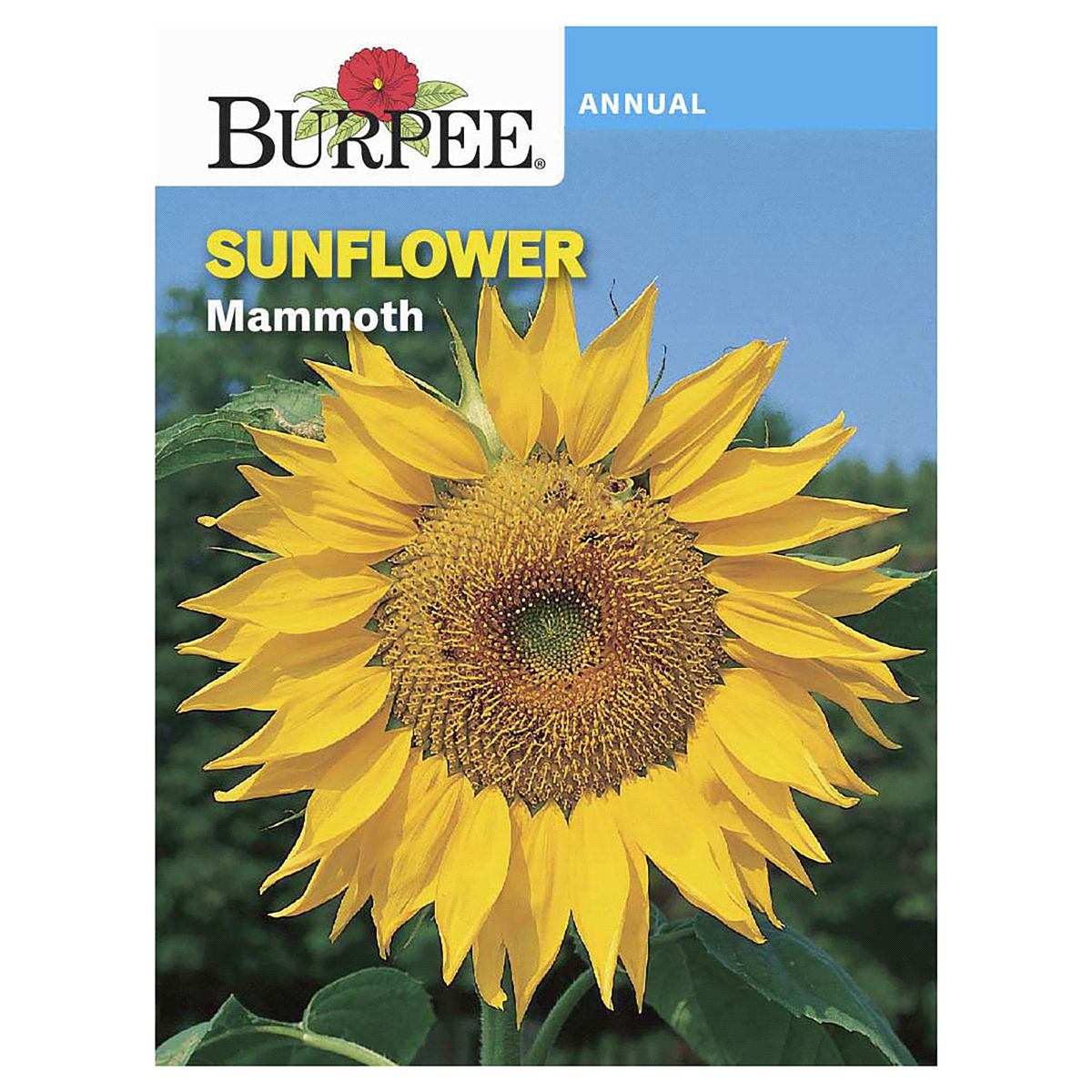 slide 1 of 1, Burpee Mammoth Sunflower Seeds, 7.09 gram