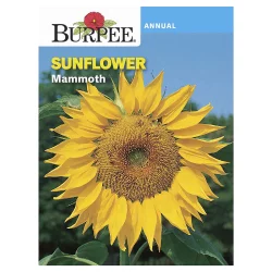 Burpee Mammoth Sunflower Seeds