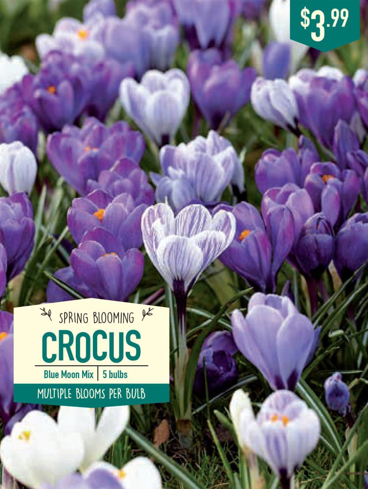 slide 1 of 1, Garden State Bulb Crocus Blue Moon Mix Bulbs, 5 ct