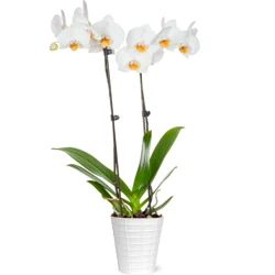 Just Add Ice 5 Inch Orchid in Ceramic Pot (Colors May Vary)