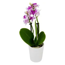Micro Orchid in Ceramic Pot (Colors May Vary)