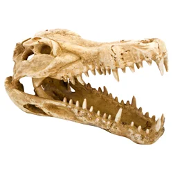 Penn-Plax Resin Gator Skull for Aquariums & Terrariums