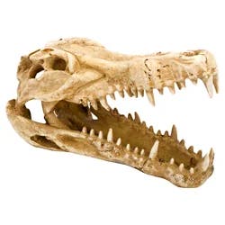 Penn-Plax Resin Gator Skull for Aquariums & Terrariums
